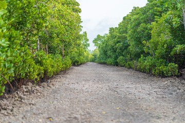 Dirt road among mangroves on a clear sunny day on the island of Zanzibar, Tanzania, Africa