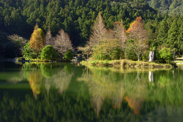 Fototapeta na wymiar forest reflected in water
