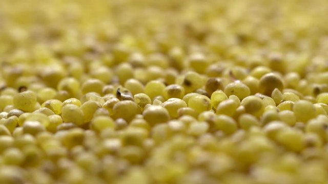 Full-frame of Millet grains. Proso Millet seeds in rotation