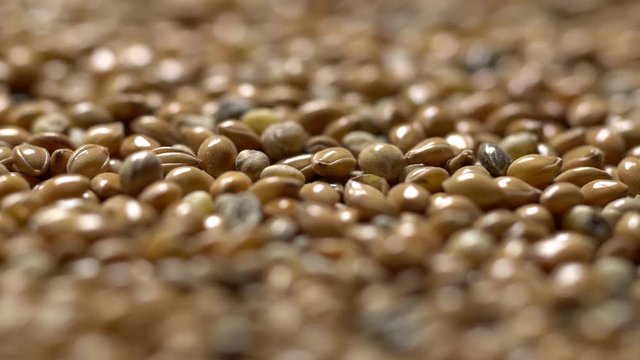 Full-frame of Millet grains. Proso Millet seeds in rotation