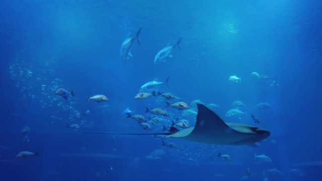 Fish swimming through giant ocean tank background