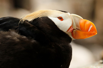 Closeup of wild puffin at Alaska. Puffins are one of the most distinctive sea birds in coastal Alaska.
