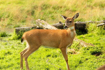 Wild deer looking into camera at Alaska. 