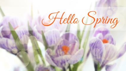 Hello spring inscription on blurred background of blooming crocuses with bokeh effect. Spring purple and orange floral botanical background, greeting card or wallpaper.