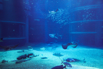 水族館 © ash-photograph