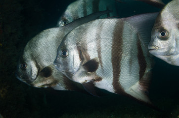 Atlantic spadefish swimming in blue water © John