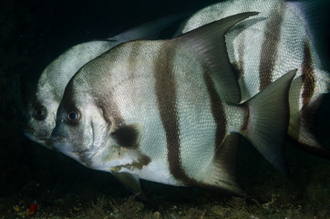 Atlantic spadefish swimming in blue water © John