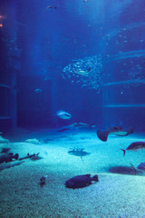 水族館 © ash-photograph