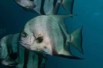 Atlantic spadefish swimming in blue water