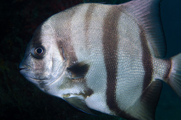 Atlantic spadefish swimming in blue water © John