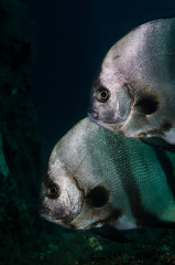 Atlantic spadefish swimming in blue water
