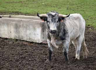 toro español en una ganaderia de ganado bravo en españa