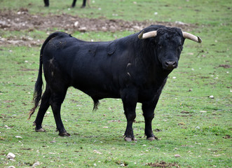 toro español en su ganaderia 