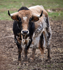Naklejka na ściany i meble toro español en una ganaderia de ganado bravo en españa