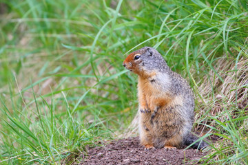 A cute baby squirrel standing in green grass field looking around in Bristol 