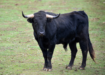 toro español en su ganaderia 