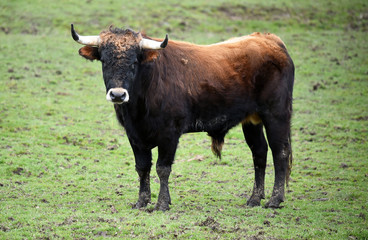 toro español en su ganaderia 