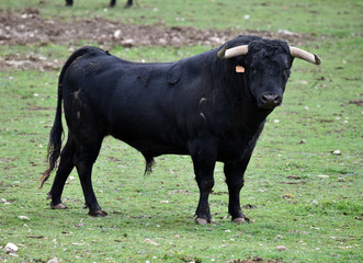 toro español en una plaza de toros