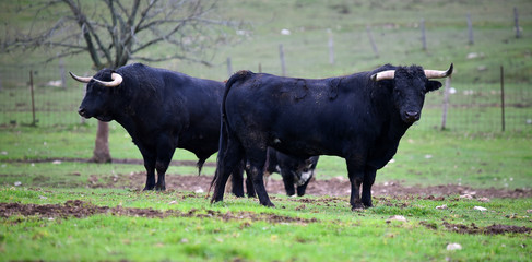 toro español en una plaza de toros