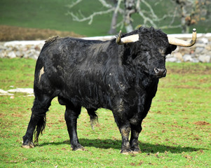 a strong bull running on a traditional spectacle of bullfight 