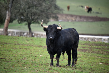 toro español en su ganaderia 