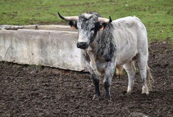 toro bravo español