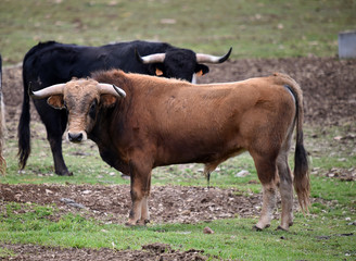 toro español con grandes cuernos