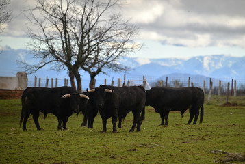 toro español con grandes cuernos