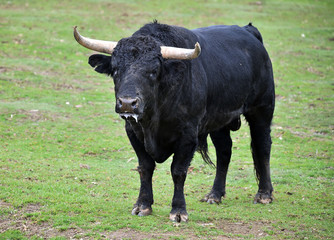 toro español en su ganaderia 