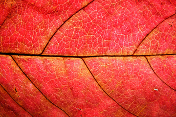 Autumn leaf macro. Leaf veins close up.