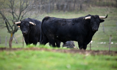 toro español en su ganaderia 