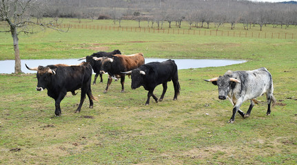 toro español con grandes cuernos