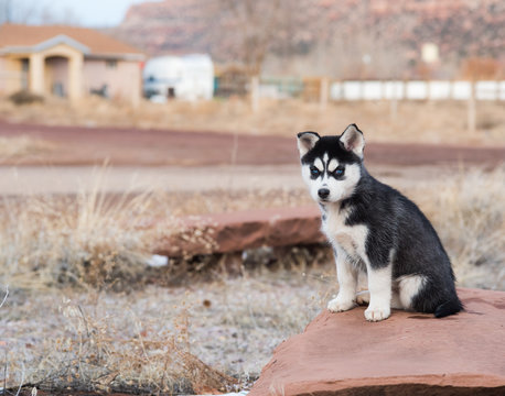 Black and white husky puppy in rural neighborhood