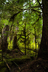 Green woods draped in moss, Olympic National Park