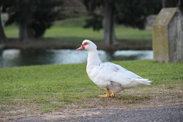 duck