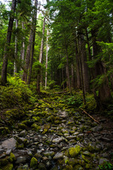Fototapeta na wymiar Stony creek-bed blanketed in moss among towering pines. Olympic National Forest
