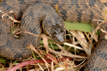 Nerodia sipedon