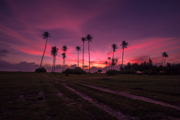 Abstract wallpapers of a blurry nature of colorful sky by the lake, with coconut palms and green fields, with cows walking on grass, seen in rural areas