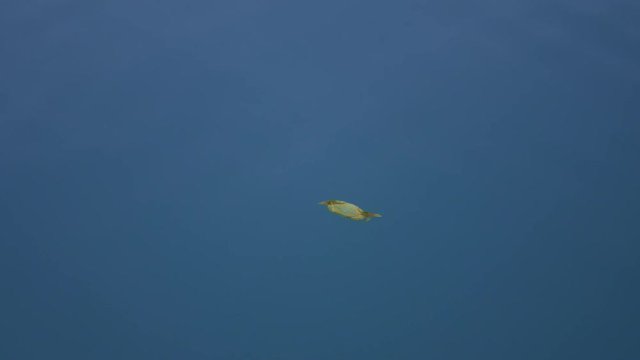 Krabbe schwimmt im blauen Meer