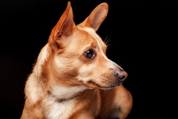 Welsh Corgi dog lies on a black background