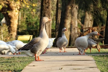 duck