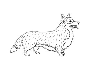 Vector hand drawn doodle sketch corgi dog isolated on white background