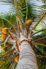 Palm tree looking up