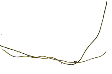 wood root. Spiral twisted jungle tree branch, vine liana plant isolated on white background, clipping path included