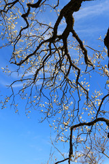 梅 (Japanese Apricot)  学名：Prunus mume 