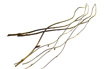 wood root. Spiral twisted jungle tree branch, vine liana plant isolated on white background,...