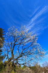 梅 (Japanese Apricot)  学名：Prunus mume 