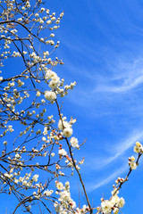 梅 (Japanese Apricot)  学名：Prunus mume 