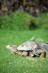 Two Iguanas in the Grass Lounging