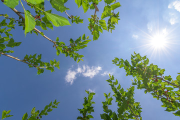 Mulberry tree in organic farm at Thailand